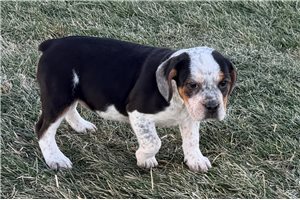 Lily - Beabull for sale