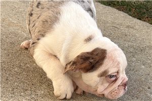 Casey - Beabull for sale