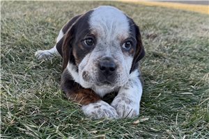 Cece - Beabull for sale