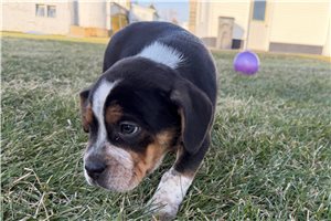 Lucas - Beabull for sale