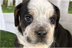 Layla - Beabull for sale