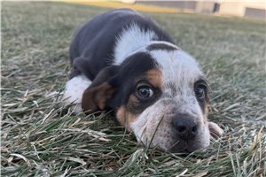 Liam - Beabull for sale