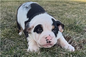 Chien - Beabull for sale