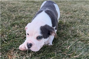 Cassie - Beabull for sale