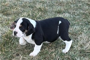 Lucy - Beabull for sale