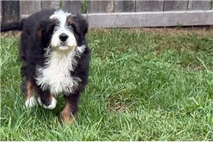 Potter - Bernedoodle for sale