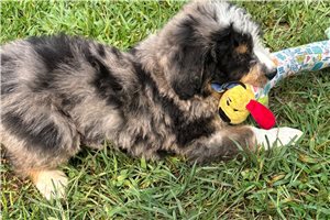 Puck - Bernedoodle for sale
