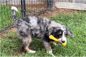 Puck - Bernedoodle for sale
