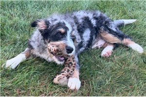 Puck - Bernedoodle for sale