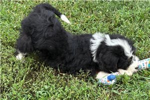 Pandora - Bernedoodle for sale