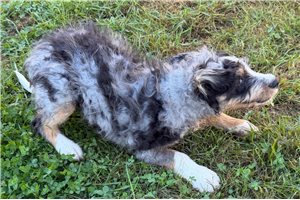 Puck - Bernedoodle for sale