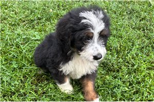Potter - Bernedoodle for sale