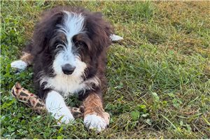 Potter - Bernedoodle for sale