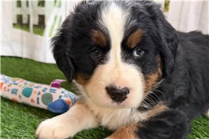 Serenity - Bernese Mountain Dog for sale