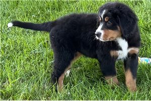 Tanya - Bernese Mountain Dog for sale