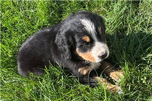 Tatiana - Bernese Mountain Dog for sale