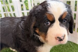 Sydney - Bernese Mountain Dog for sale