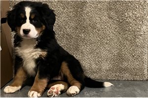 Susie - Bernese Mountain Dog for sale