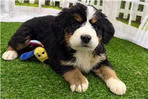 Rosie - Bernese Mountain Dog for sale