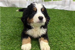 Roman - Bernese Mountain Dog for sale