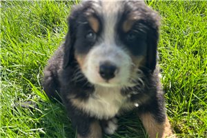 Tank - Bernese Mountain Dog for sale