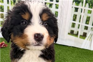 Richard - Bernese Mountain Dog for sale