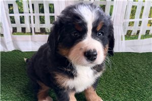 Sophia - Bernese Mountain Dog for sale