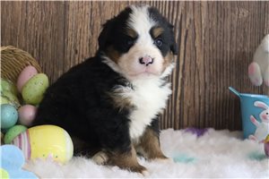Sonia - Bernese Mountain Dog for sale