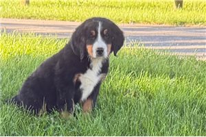 Tatiana - Bernese Mountain Dog for sale