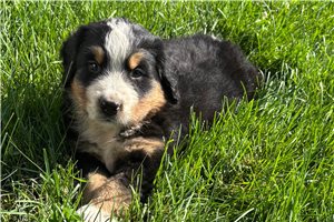 Theo - Bernese Mountain Dog for sale