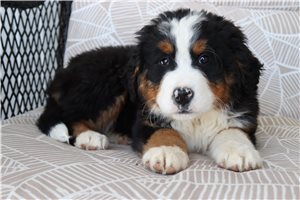 Stella - Bernese Mountain Dog for sale