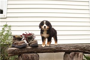 Marie - Bernese Mountain Dog for sale