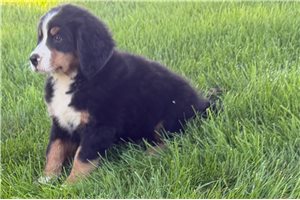 Tank - Bernese Mountain Dog for sale