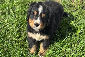 Titus - Bernese Mountain Dog for sale