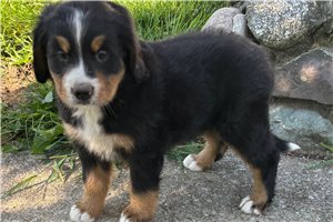 Tanya - Bernese Mountain Dog for sale