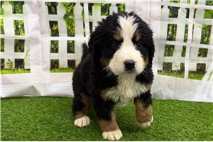 Riley - Bernese Mountain Dog for sale