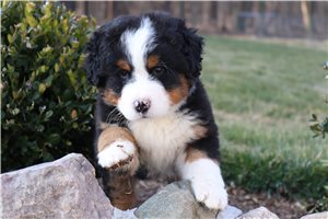 Stella - Bernese Mountain Dog for sale