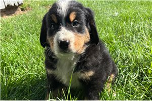 Thomas - Bernese Mountain Dog for sale