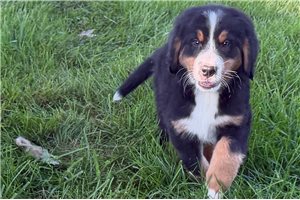 Thomas - Bernese Mountain Dog for sale