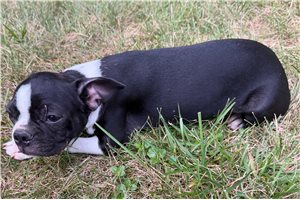 Lazarus, a Boston Terrier placed with a Pawrade family