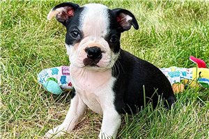Karis - Boston Terrier for sale