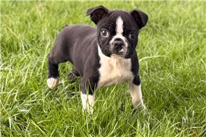 Liam - Boston Terrier for sale