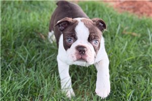 Loren - Boston Terrier for sale