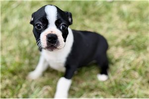 Lily - Boston Terrier for sale
