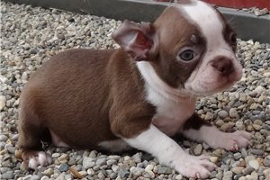 Evelyn - Boston Terrier for sale