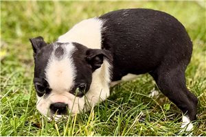 Kimmy - Boston Terrier for sale