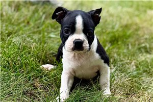 Kenneth - puppy for sale