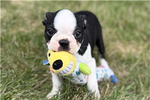 Leah - Boston Terrier for sale