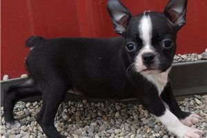 Eleanor - Boston Terrier for sale