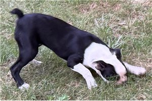 Karis - Boston Terrier for sale